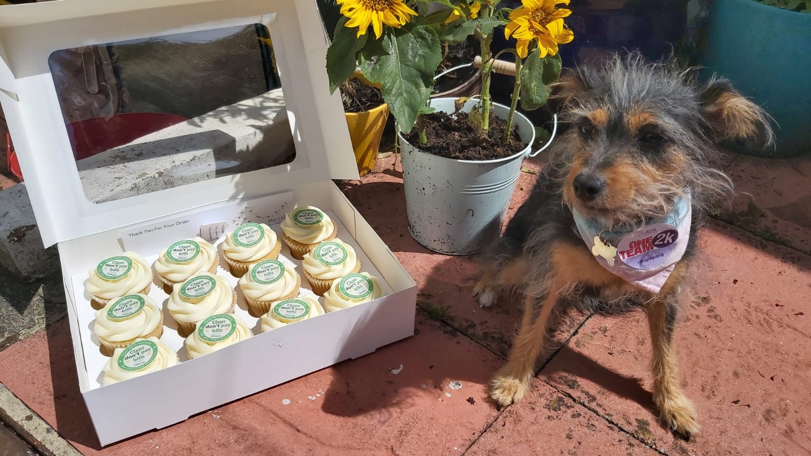 image of a box of cupcakes decorated with campaign message 'claps don't pay bills' there is a small black and tan dog next to the box of cakes